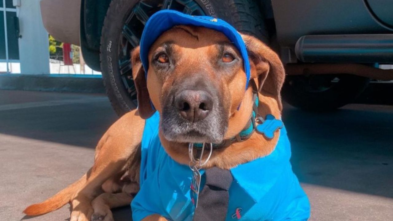 cane con cappello che guarda avanti