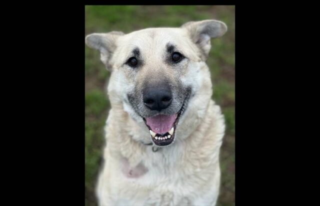 Cane con pochi mesi di vita cerca casa: chi lo può adottare?