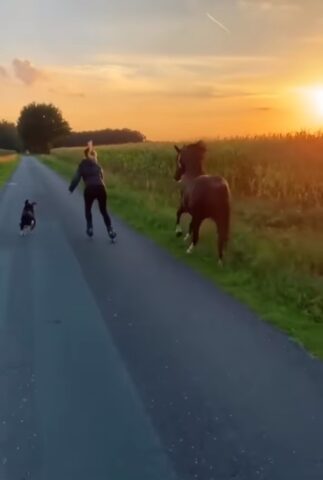 Il cane, la sua padrona e il loro cavallo amano fare delle lunghe passeggiate insieme. Per stare al passo lei usa una tecnica speciale (VIDEO)