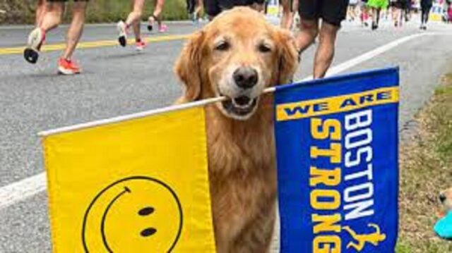 Il cane della maratona di Boston omaggiato con un ritratto dopo la diagnosi di cancro terminale