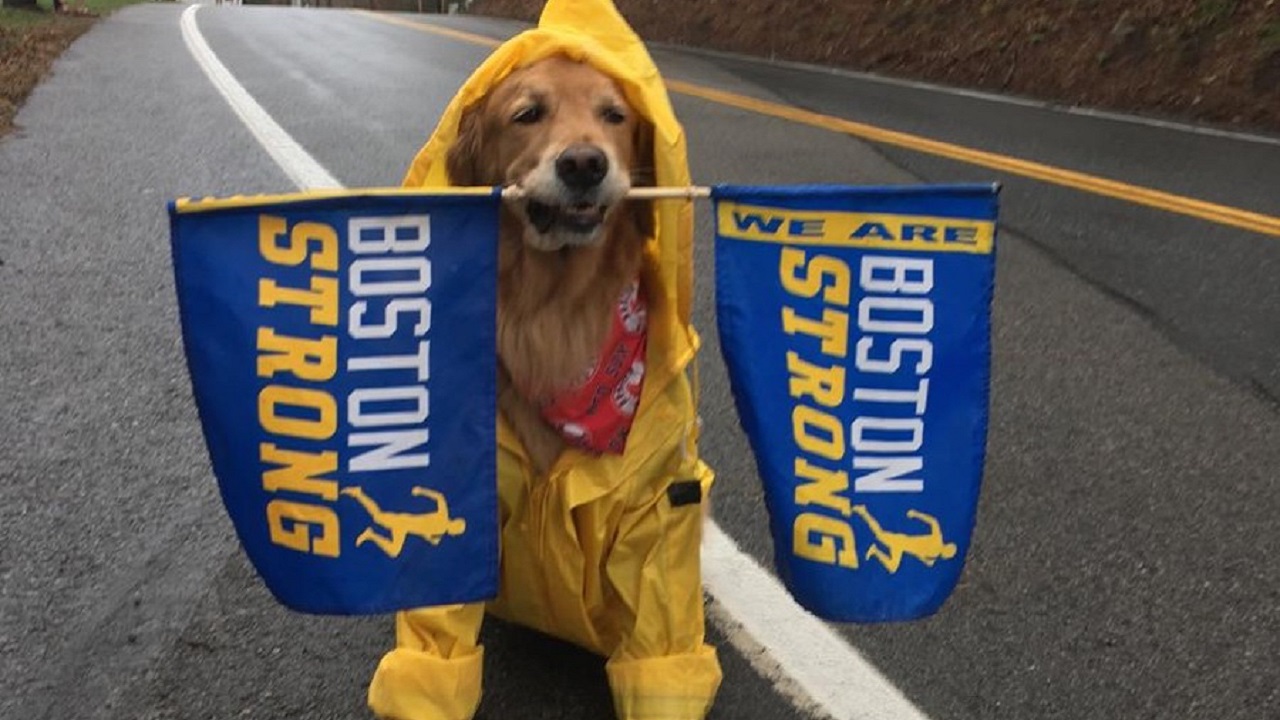 Golden Retriver con impermeabile giallo