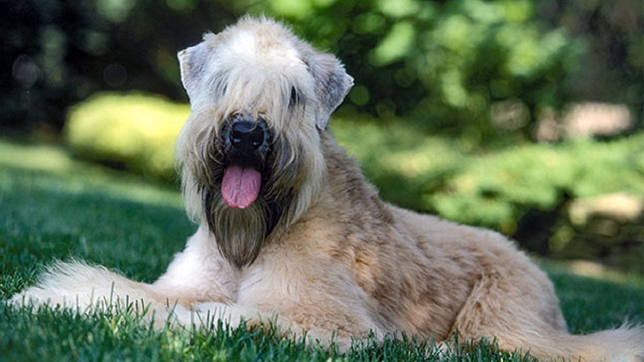 Irish wheaten terrier sul prato