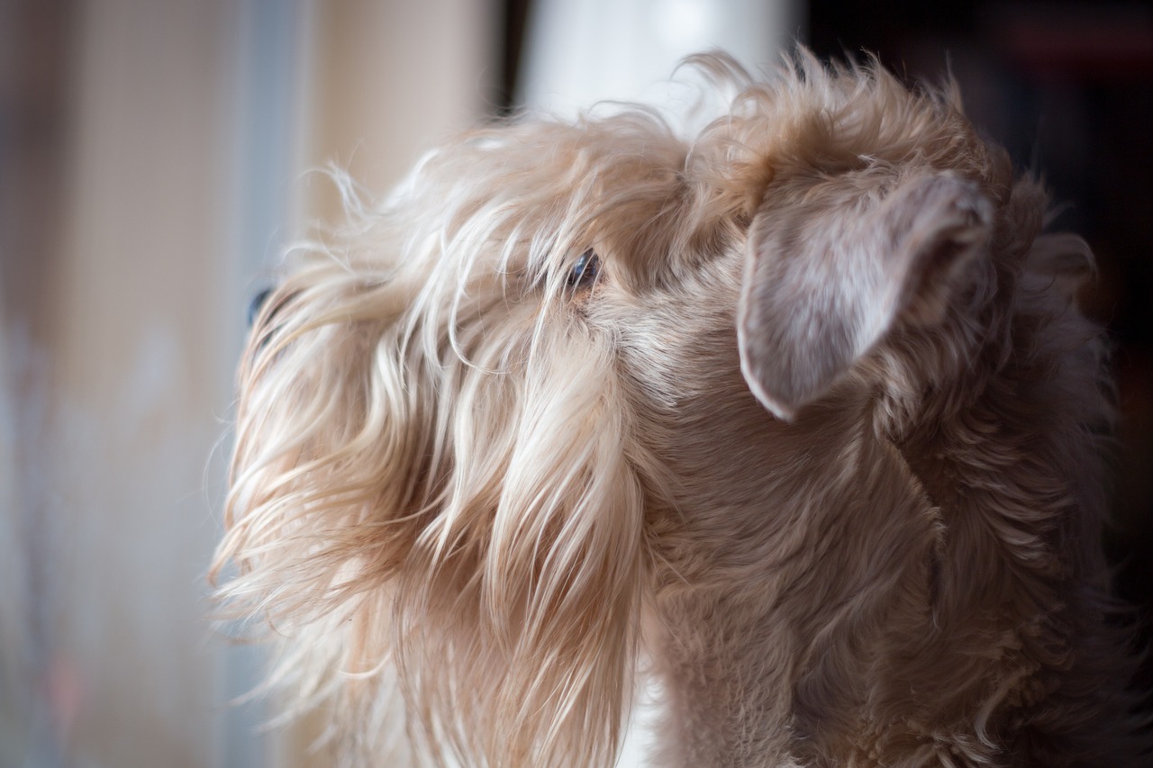 Cane bianco con l'orecchio piegato