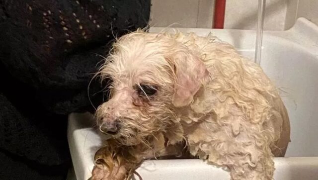 Cane di 14 anni torna a casa dopo 6 mesi: la storia a lieto fine di Clarence