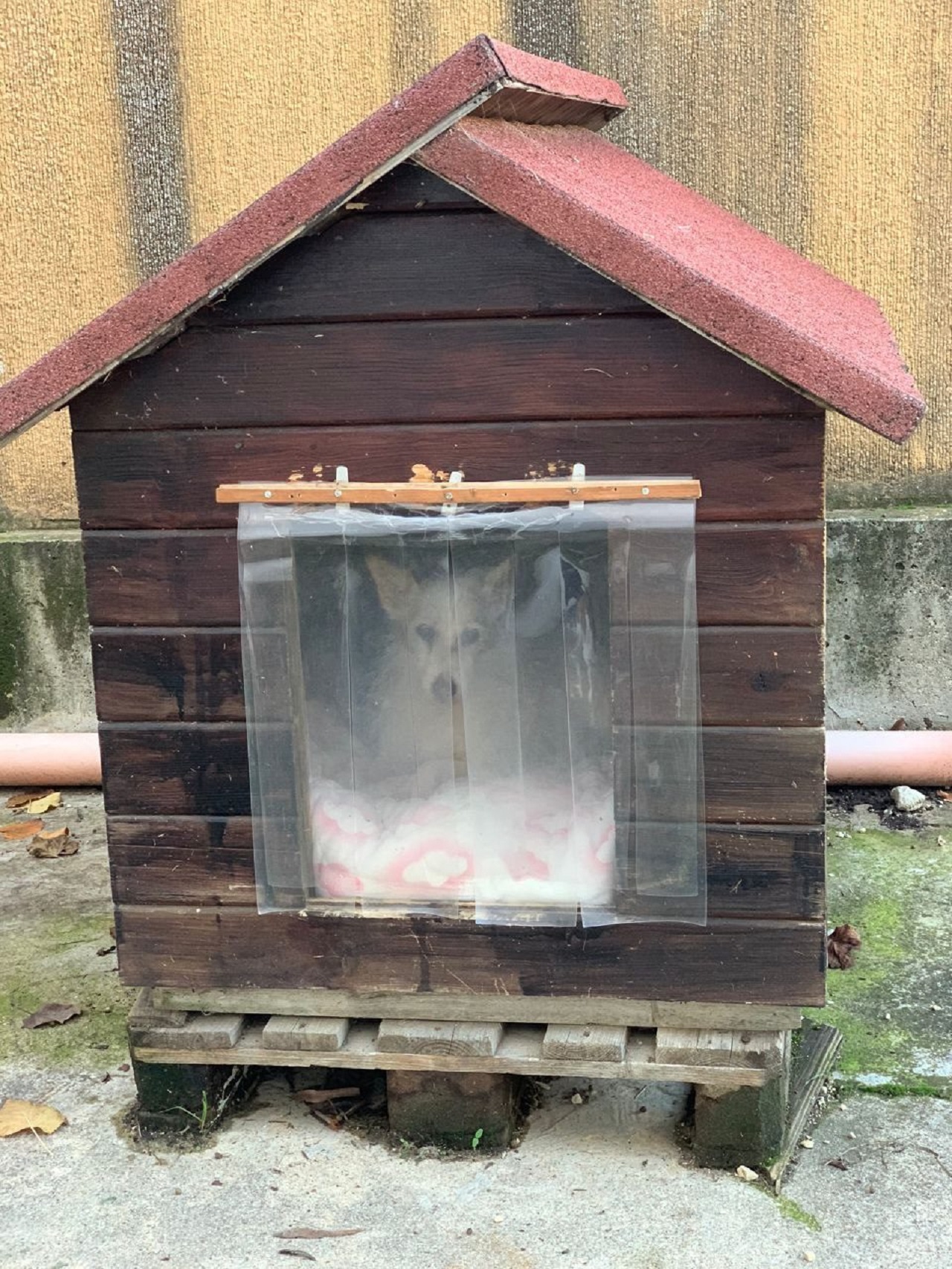 Cane dentro la sua cuccia