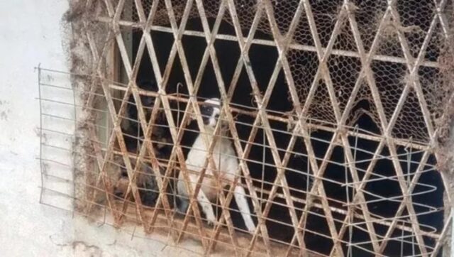 Cane rinchiuso in una gabbia