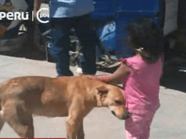 Questa bambina si è smarrita e il cane ha deciso di scortarla fino a casa