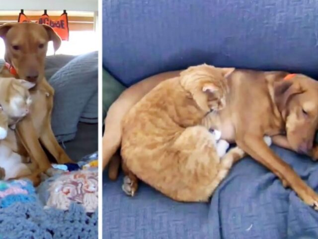 Questo cane soffre di ansia, ma ha un alleato speciale: il gatto, che è diventato il suo supporto emotivo