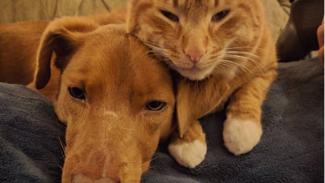 cane e gatto si abbracciano