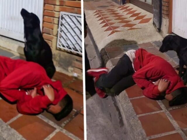 Il padrone è ubriaco e si addormenta per strada, fortunatamente c’è il suo cane ad assisterlo