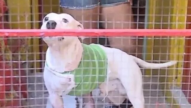 Cane di razza Amstaff nella gabbia