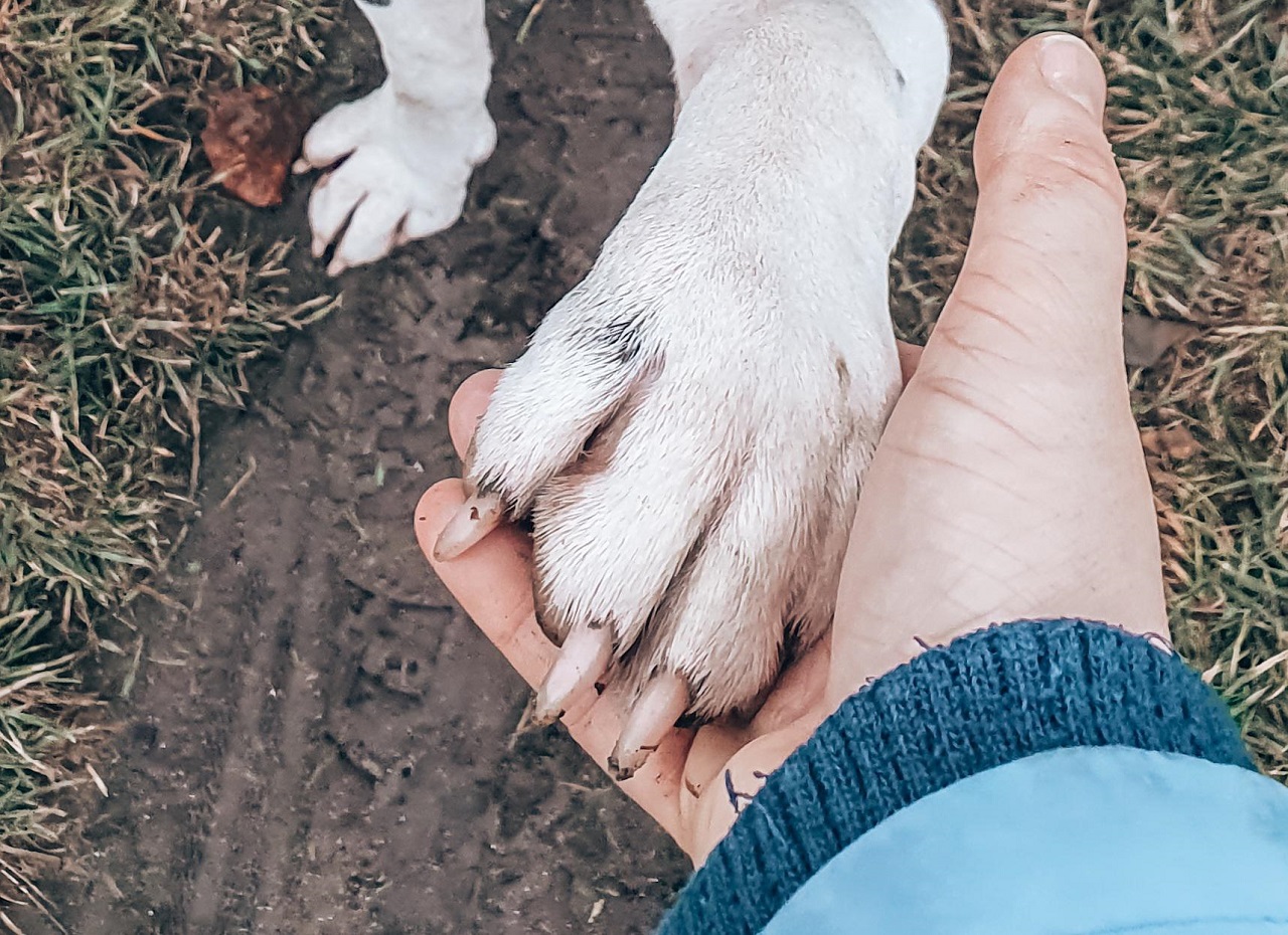 Zampa bianca del cane