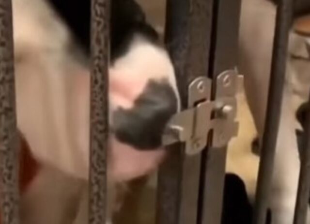 cane apre la gabbia