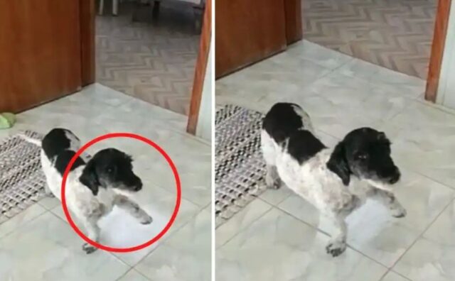 Il cane finge di avere una zampa rotta per ottenere baci e abbracci dalla sua amata padrona (VIDEO)