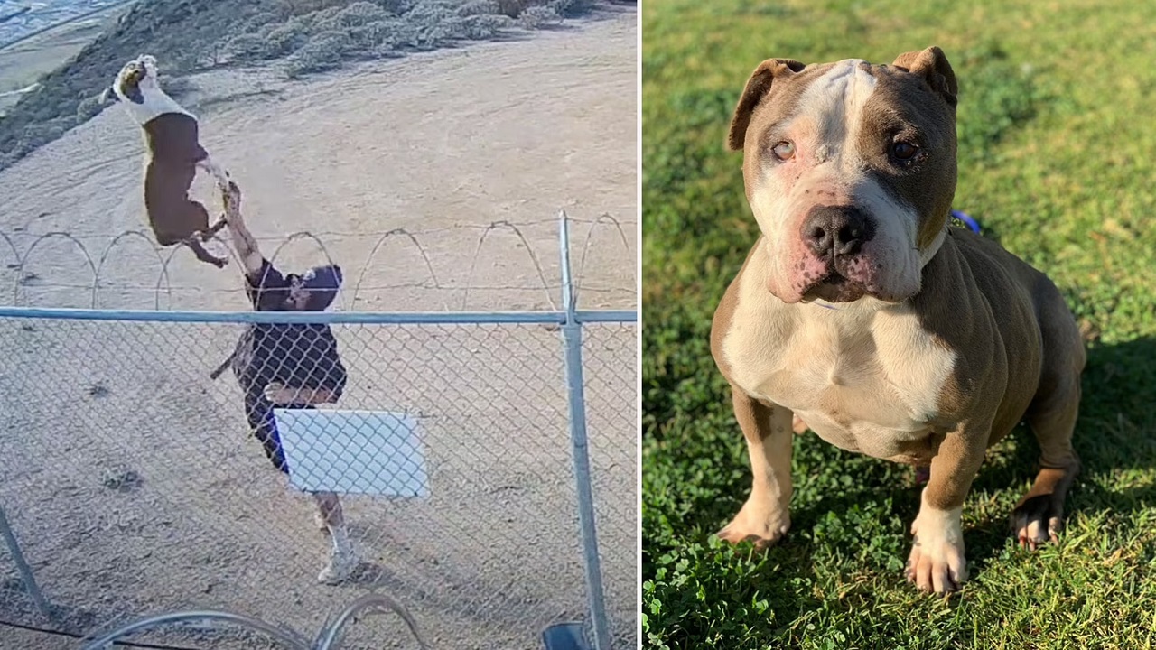 Cane bianco e marrone nel prato