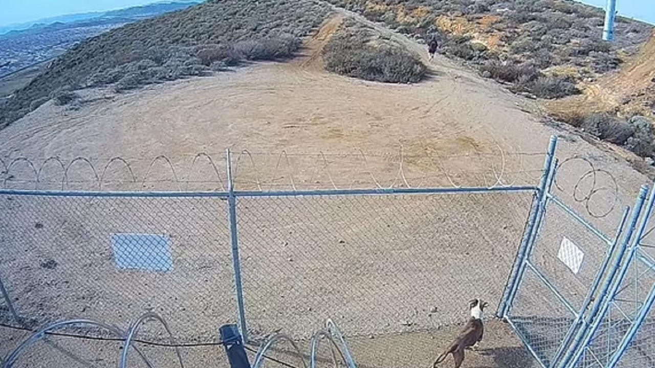 Cane lanciato oltre una recinzione