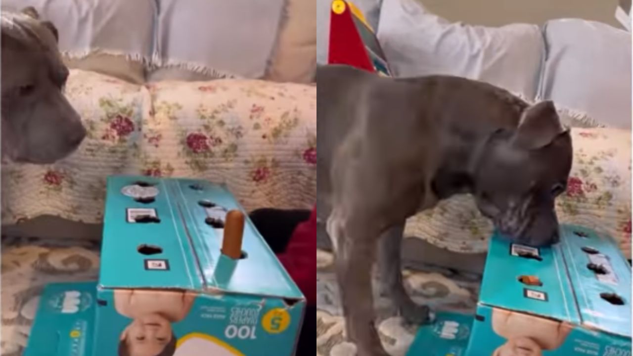 cane con gioco di cartone