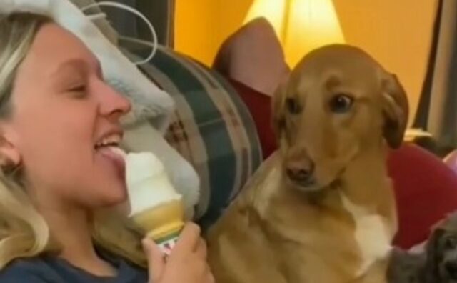 Il povero cagnolone rimane a guardare la sua padrona mentre mangia il gelato e ne immagina il sapore leccandosi i baffi (VIDEO)