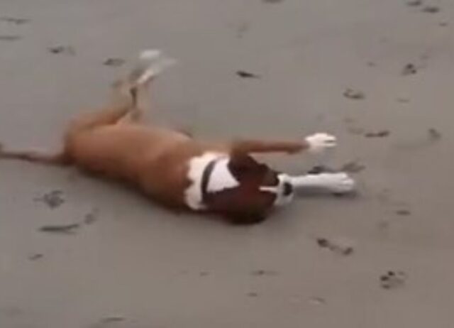 Il cane imbranato cade rovinosamente sulla sabbia mentre rincorre la pallina (VIDEO)