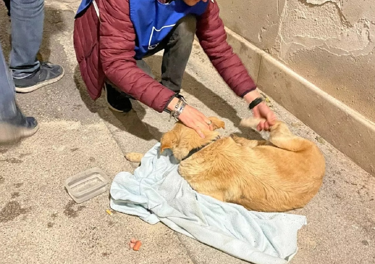 Cane a terra soccorso