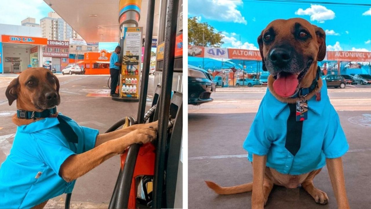 cane in divisa che mette la benzina