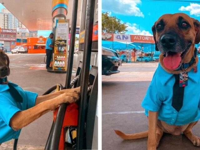 Matute, la commovente storia di un cucciolo che è diventato un instancabile lavoratore