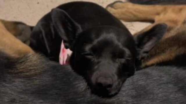 Cane in lutto per la morte della proprietaria consolato dal Pastore tedesco