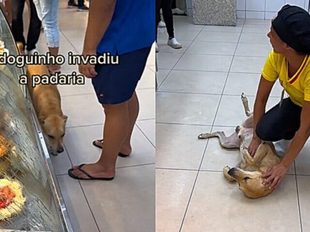 Cagnolino color caramello invade una panetteria.