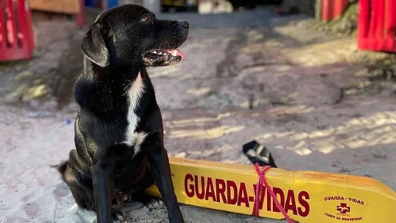 cane seduto in spiaggia