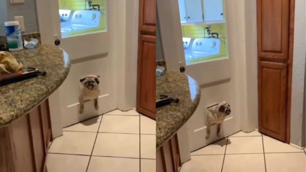 cane incastrato nella porta