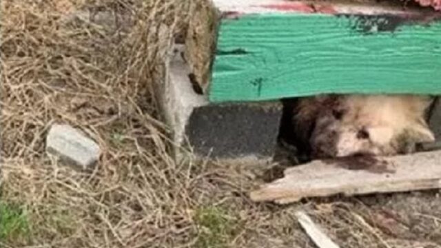 Cane incatenato attaccato da un altro cane è stato soppresso: addio Fluff