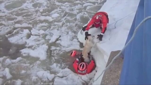 Cane intrappolato nell’acqua gelata soccorso dalla Guardia Costiera