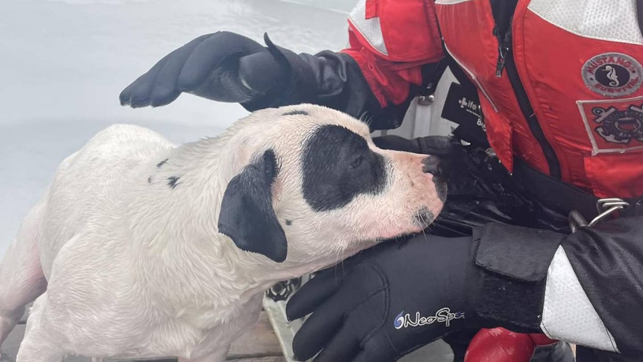 Cane bianco con occhi e orecchie neri