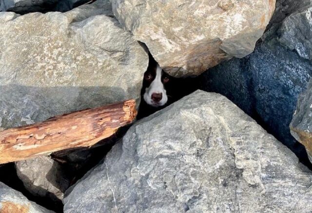 Cane intrappolato sotto le rocce in spiaggia salvo per miracolo