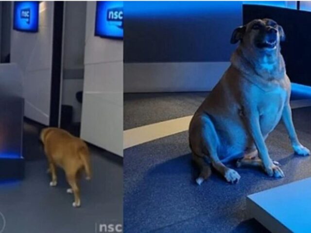 Un cagnolino color caramello invade il tg e diventa virale