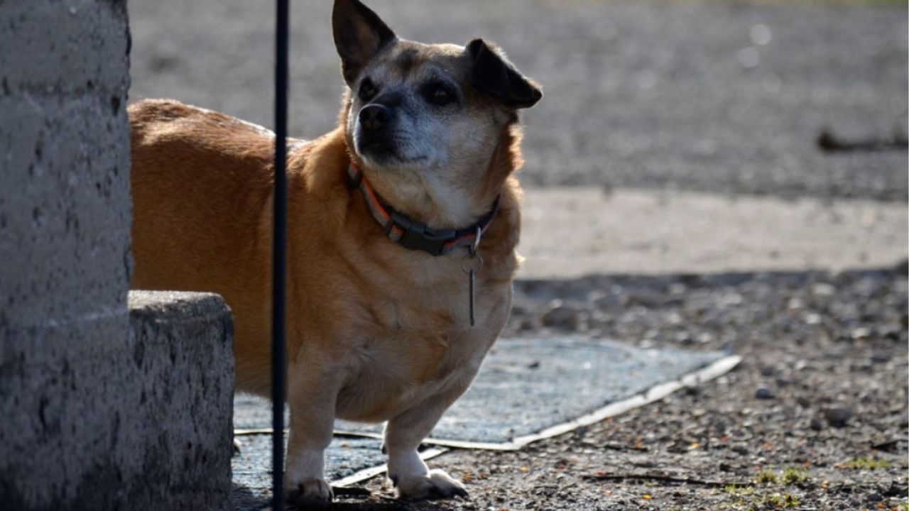 cane marrone in piedi 