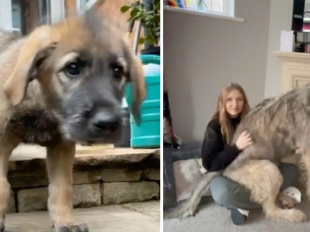 Credeva di aver adottato un cane di piccola taglia, il cucciolo è arrivato a pesare 65kg.