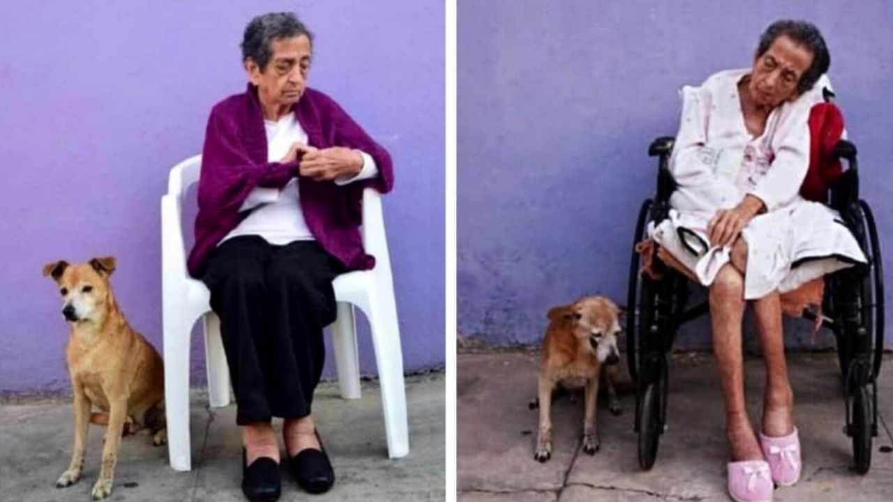 cagnolino marrone con donna anziana