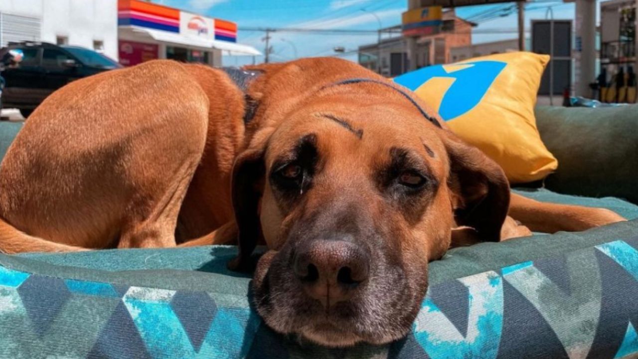 cane marrone adagiato sui cuscini