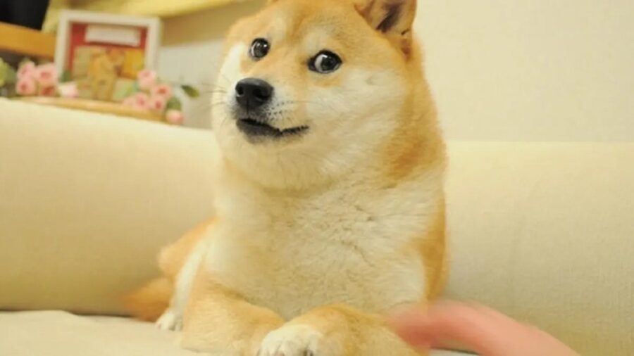 Meme cane Shiba Inu