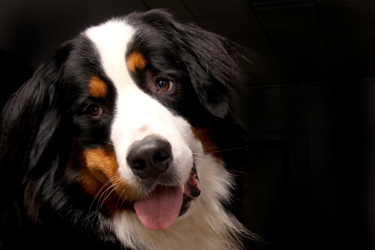 Cane di razza Bovaro del Bernese