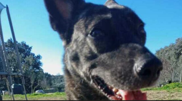 Cane non smette di abbaiare, per avvisare che il proprietario da 15 giorni è morto