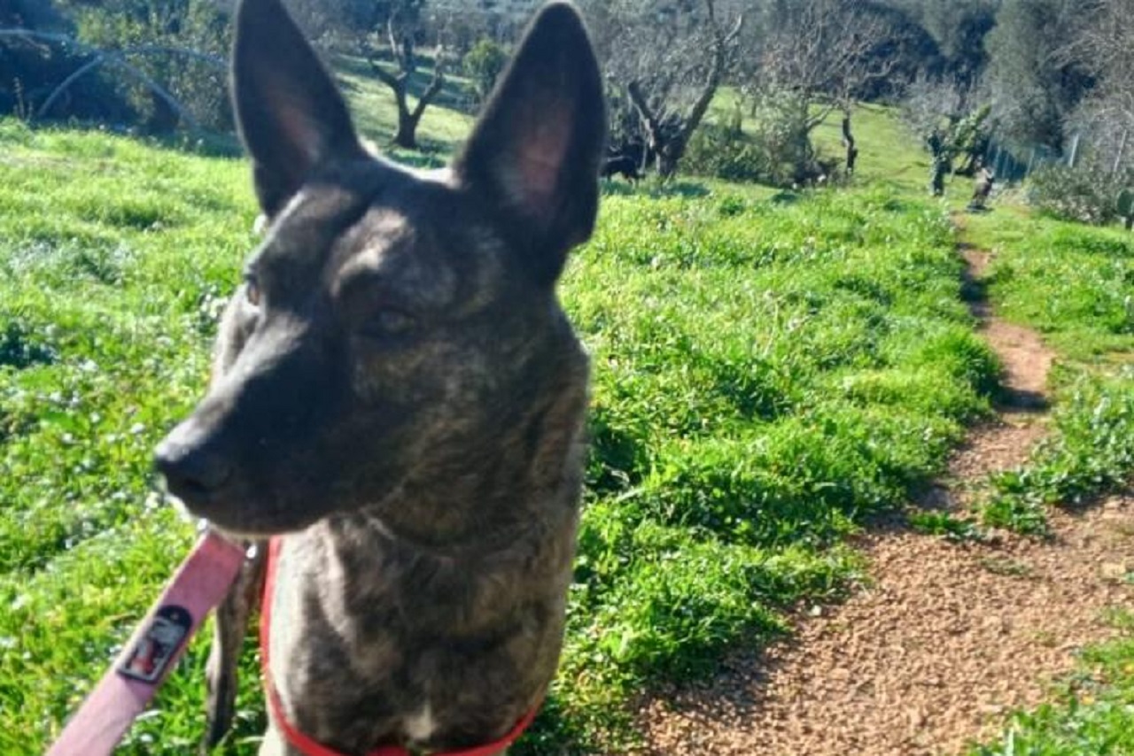 Cane al guinzaglio all'aperto