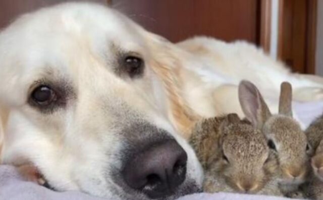 Il Golden Retriever trova dei coniglietti orfani e li adotta: è diventato un papà esemplare (VIDEO)