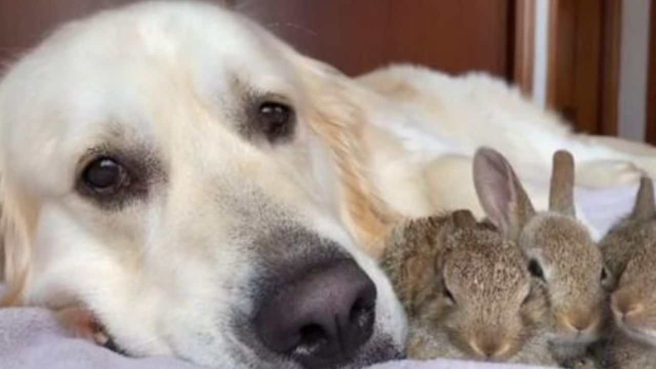 cane e conigli