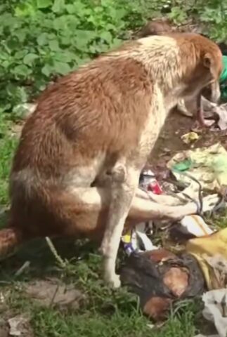 Il cane paralizzato era in condizioni pessime, ma aspettava pazientemente una dolce ricompensa