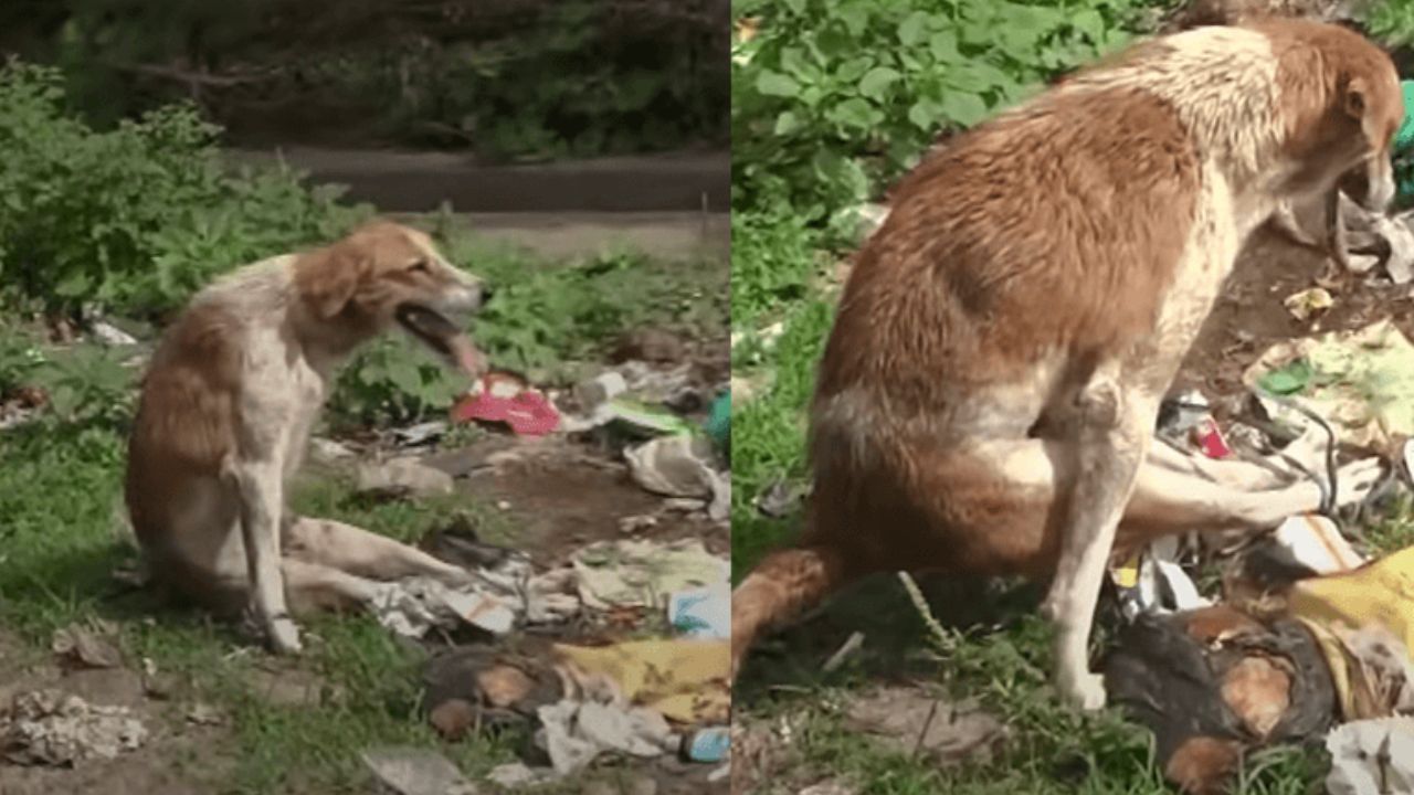 cane paralizzato