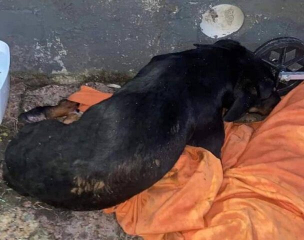 Cane paraplegico abbandonato con la sedia a rotelle sotto la pioggia