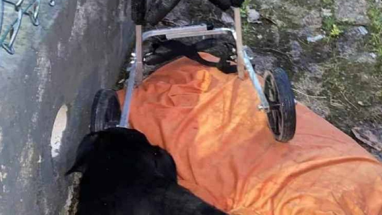 Cane nero con la sua sedia a rotelle