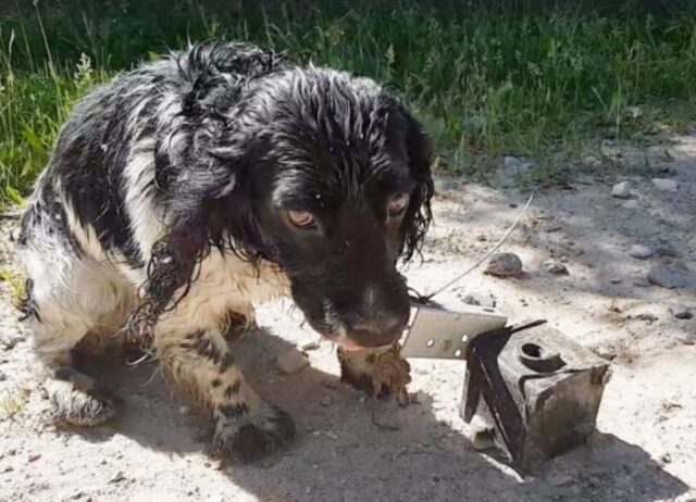 Lo ha trovato vicino al fiume, con una pietra attaccata al collo: questa donna è subito intervenuta per salvare il cane